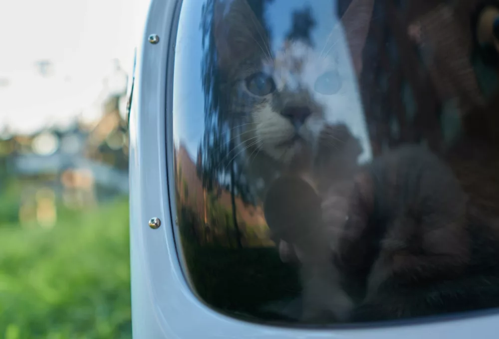 Photography of a cat in a travel pet pack.